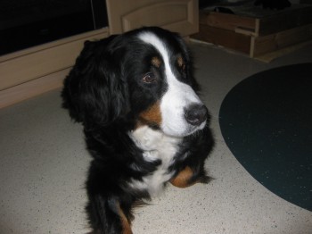 Jette
