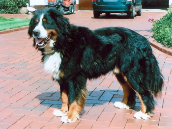 Caruso
